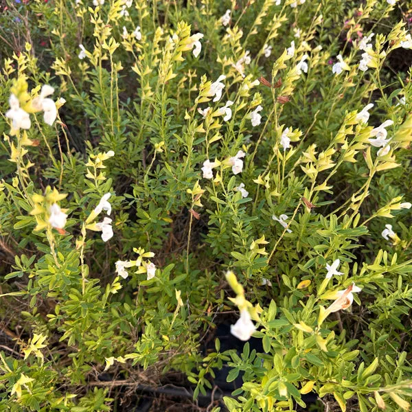 Salvia greggii "Alba"
